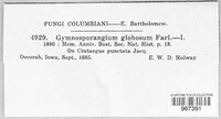 Gymnosporangium globosum image